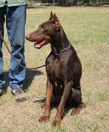 "von Asgard" Kennel "H" litter female, Hildemara von Asgard (Doc v. Dragonerreich x Wenzdob Dob Lema - "Vanda")