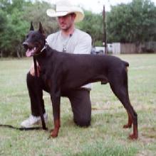 A Firebal von Roth son, "von Asgard" Kennel "J" litter male, Jax von Asgard at 1 year of age