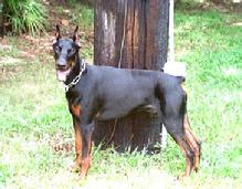 Lex von Asgard's sire is Friar ("Max") von Pendragon
