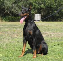 Star von Asgard a future brood bitch at "von Asgard" Working Dobermann Kennel