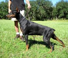 "von Asgard" Kennel "S" litter female, Star von Asgard (Panzer v. Asgard x Danika v. Kathedrale at 10 months.