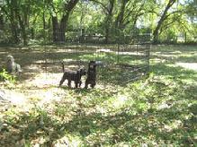 Little dog shaded outdoor play area used on cool days only.