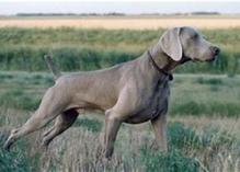 Weimaraner