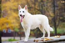 White Swiss Shepherd