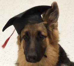 Your dog can be a K-9 Boot Camp graduate. Call Von Asgard register him for the next semester, today.