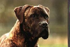 Here's a big bruiser that looks very "intimating and angry" that is now a well behaved family dog after Euro Pros Aggression Boot Camp.