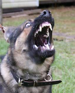 He loved to show of his "pearly whites". Now, he is all "wet kisses and tail wags".