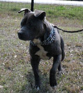 Blue was certainly a hand full when he came in for Behavior Boot Camp . . . however, a year later, Blue ended up a Certified Service Dog!