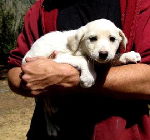 This pup is almost 6 weeks old . . . he'll soon be ready for K-9 Kindergarten.
