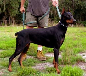 Star von Asgard at 17 months is already a great "suit" dog!