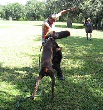 German import, Condor vom Hause Anker flys to the bite on KNPV decoy, Cedrik Merlet. Condor is standing at stud at "von Asgard" working dog kennel.