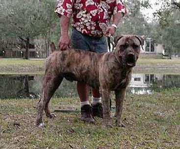 "Ranger" is a big bruiser at 134 pounds!