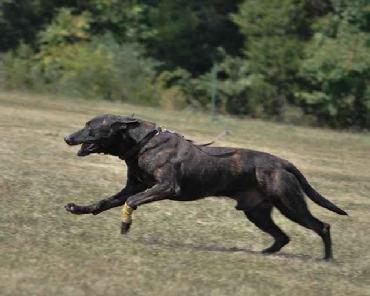 Here he is after another car. We "curbed" him after a stay at Euro Pros K-9 Center.