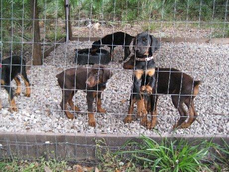 Von Asgard's "V" litter in our puppy pen