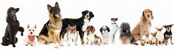 Big dogs, little dogs . . . We train them all!
