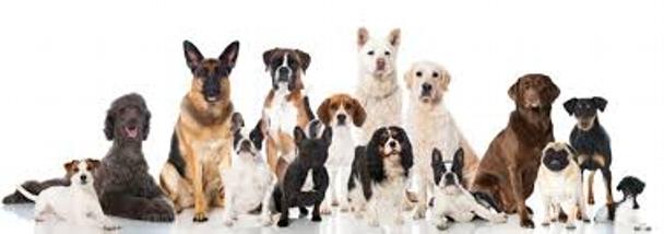 We work with all breeds . . . Big Bruiser to Little Pixies!