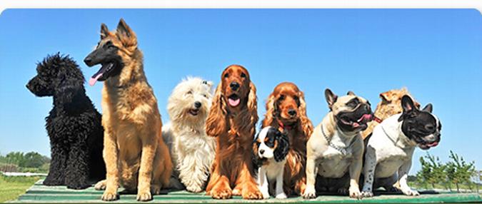 We're all ready to go to Pet Dog Boot Camp!