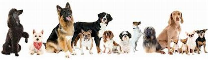 K-9 Off Leash training is for ALL dogs!