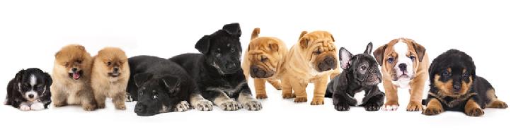 We want to go to K-9 Kindergarten.