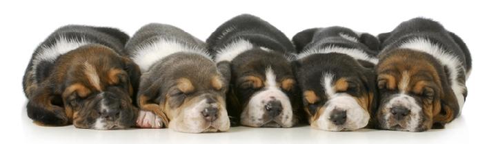 All tuckered out!